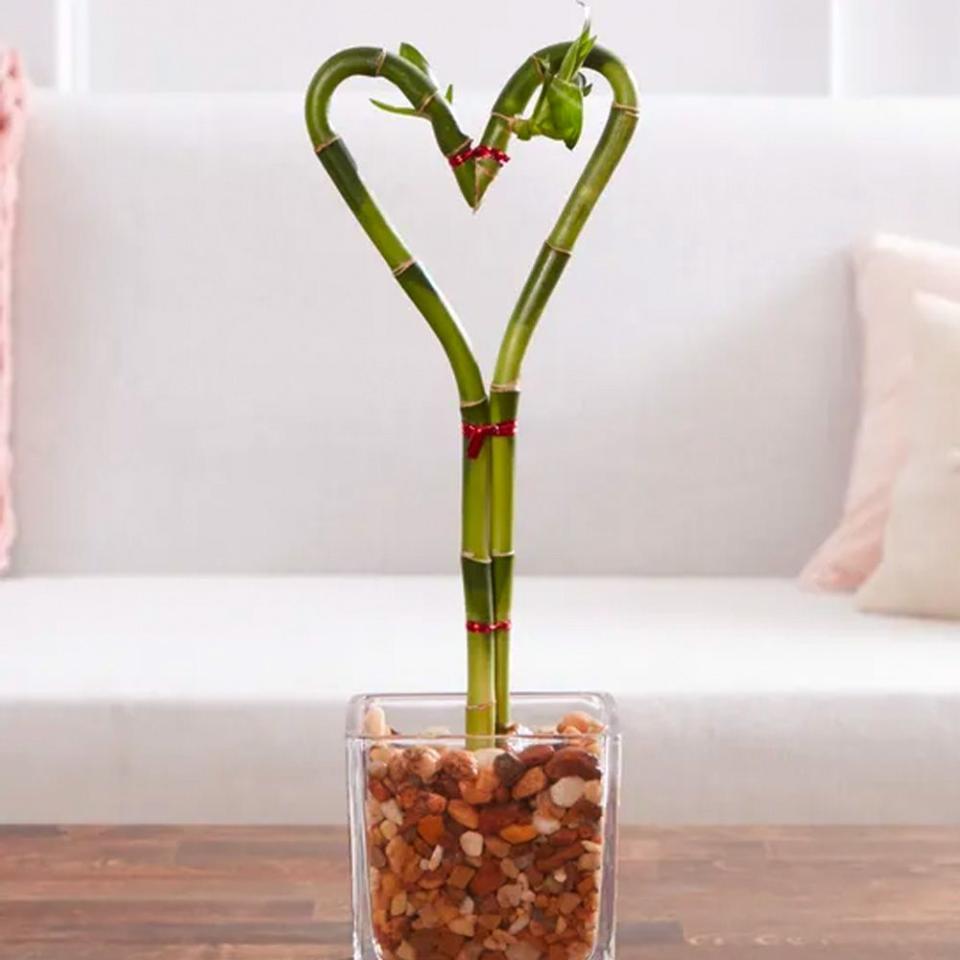 <p><a href="https://go.redirectingat.com?id=74968X1596630&url=https%3A%2F%2Fwww.1800flowers.com%2Fsweet-heart-bamboo-18999&sref=https%3A%2F%2Fwww.goodhousekeeping.com%2Fholidays%2Fvalentines-day-ideas%2Fg4934%2Fvalentines-gifts-for-mom%2F" rel="nofollow noopener" target="_blank" data-ylk="slk:Shop Now;elm:context_link;itc:0;sec:content-canvas" class="link ">Shop Now</a></p><p>Sweet Heart Bamboo</p><p>1800flowers.com</p><p>$39.99</p><span class="copyright">1-800-Flowers</span>