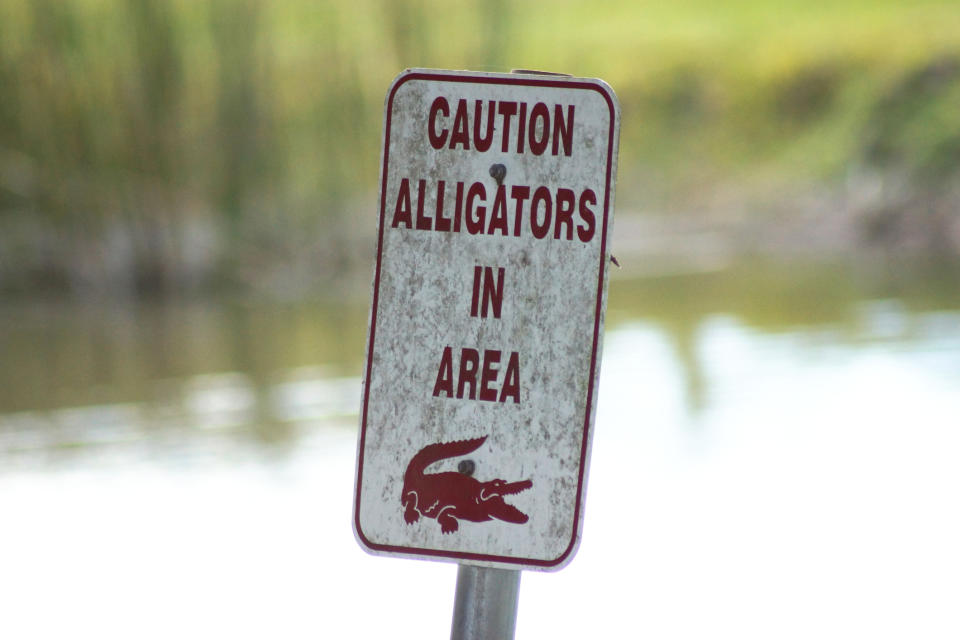 caution alligators in area