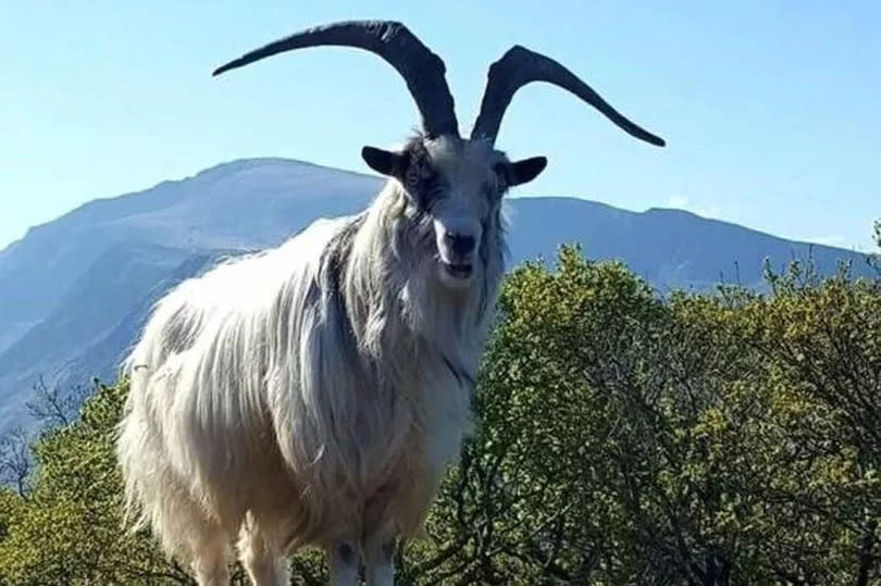 Dinorwig's wild mountain goats are familiar sights in Padarn Country Park