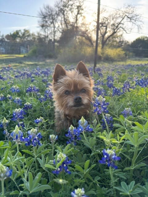 Peanut in the bluebonnets (Courtesy: Kimberly Garner)