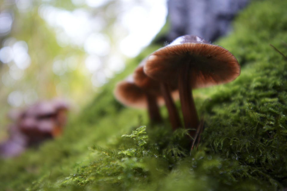 Closeup of mushrooms, taken with the Sigma 10-18mm f2.8 DC DN lens for APS-C mirrorless