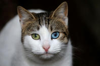 <p>A cat after being fed by a local resident on Jan. 11, 2018. (Photo: Goran Tomasevic/Reuters) </p>