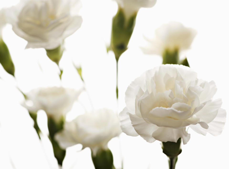 White carnations (Getty Images stock)
