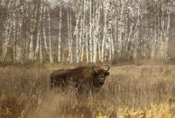 A bison is seen in a forest in the Nalibokskaya Pushcha Reserve, near the village of Rum, some 80 km (50 miles) west of Minsk, November 1, 2013. The bison, a national symbol of Belarus, is the largest wild animal in the country, and several dozens of them live in this reserve, which has the largest forest in Belarus. REUTERS/Vasily Fedosenko (BELARUS - Tags: ANIMALS ENVIRONMENT)