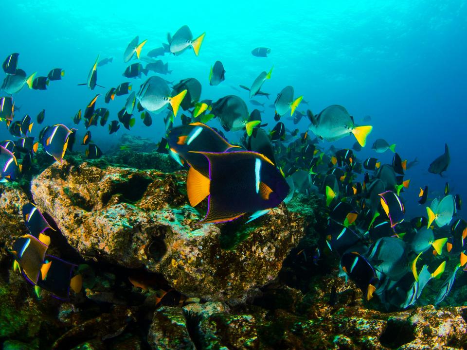 Waters surrounding the Galapagos Islands are known for their extraordinary diversity of marine life (Getty)