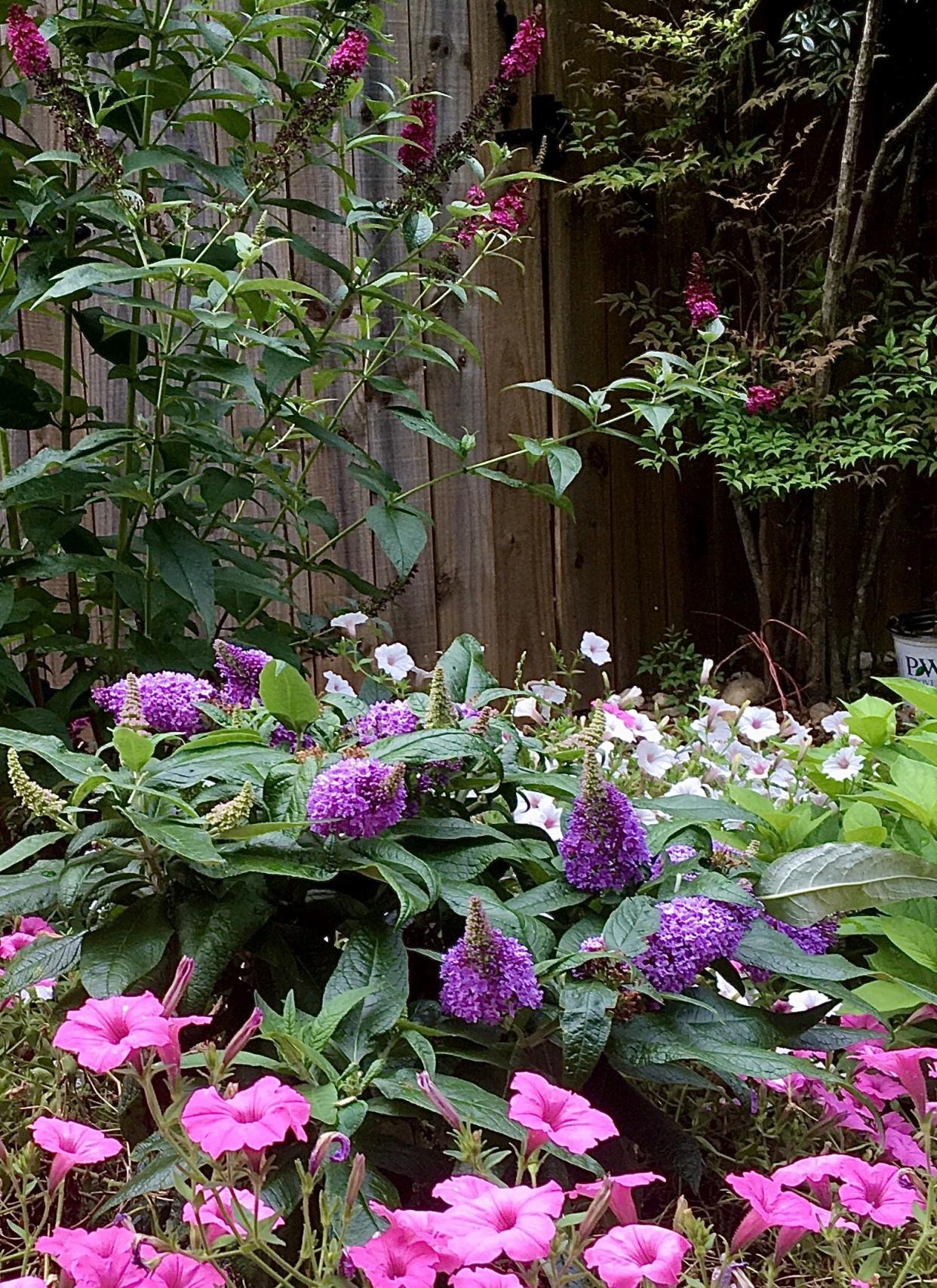 Pugster Amethyst butterfly bush seen here with Supertunias has been chosen as the 2024 Flower of the Year in Japan. Pugsters have now won awards in the United States, Europe and Japan.