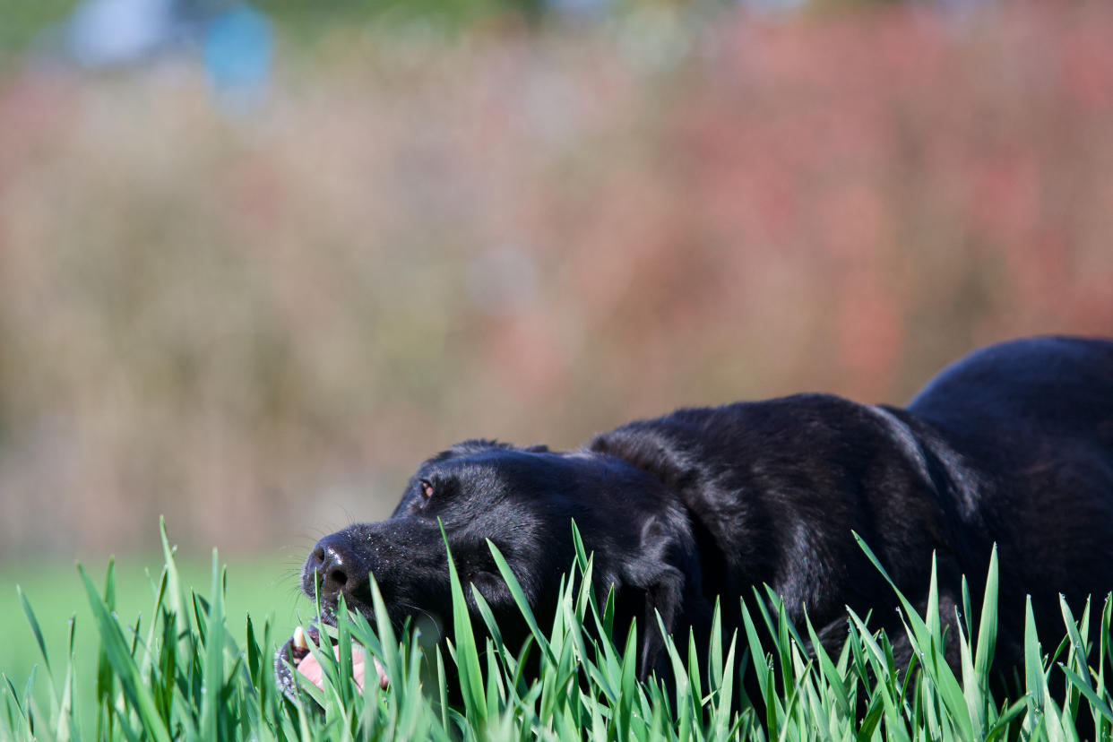 Beautiful black labrador retriever dog chewing fresh grass to purify the stomach. Self-medication in dogs.