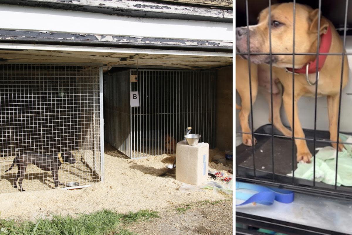 Dogs being kept in kennels in the garden of Phillip Harris Ali's home in Essex <i>(Image: RSPCA)</i>