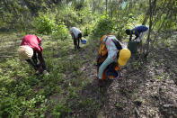 People pick wild mushrooms in a forest on the outskirts of Harare, Friday, Feb, 24, 2023. Zimbabwe’s rainy season brings a bonanza of wild mushrooms, which many rural families feast upon and sell to boost their incomes. Rich in protein, antioxidants and fiber, wild mushrooms are a revered delicacy and income earner in Zimbabwe, where food and formal jobs are scarce for many. (AP Photo/Tsvangirayi Mukwazhi)