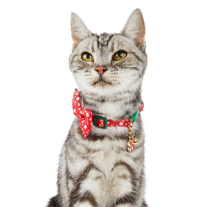 Cat wearing a Merry Makings Sweet Tidings Candy Cane-Printed Bowtie Cat Collar