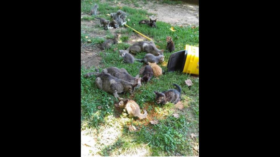 The feral cat population “exploded” in this Mooresville yard, Lake Norman Lucky Cat volunteers said.  