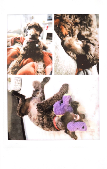 photo collage of dog printed on instax mini link 2