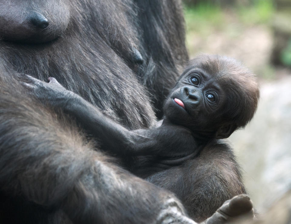 In this photo taken on April 11, 2014, and provided by the Wildlife Conservation Society, a female Western Lowland gorilla clings to her baby at the Bronx Zoo in New York. With the addition of two new baby gorillas recently born at the zoo, the Bronx Zoo’s Congo Gorilla Forest is now home to 20 gorillas. (AP Photo/WCS, Julie Larsen Maher)