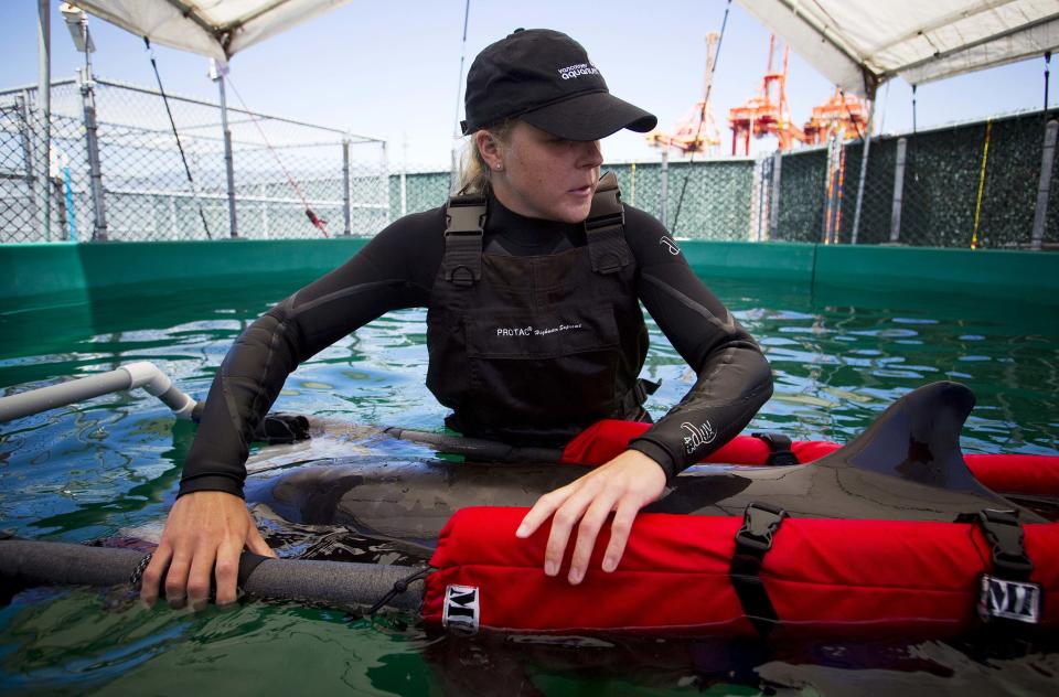 Veterinarian technician Hebert wades with a false killer whale calf after it was rescued near the shores of Tofino and brought to the Vancouver Aquarium Marine Mammal Rescue centre in Vancouver