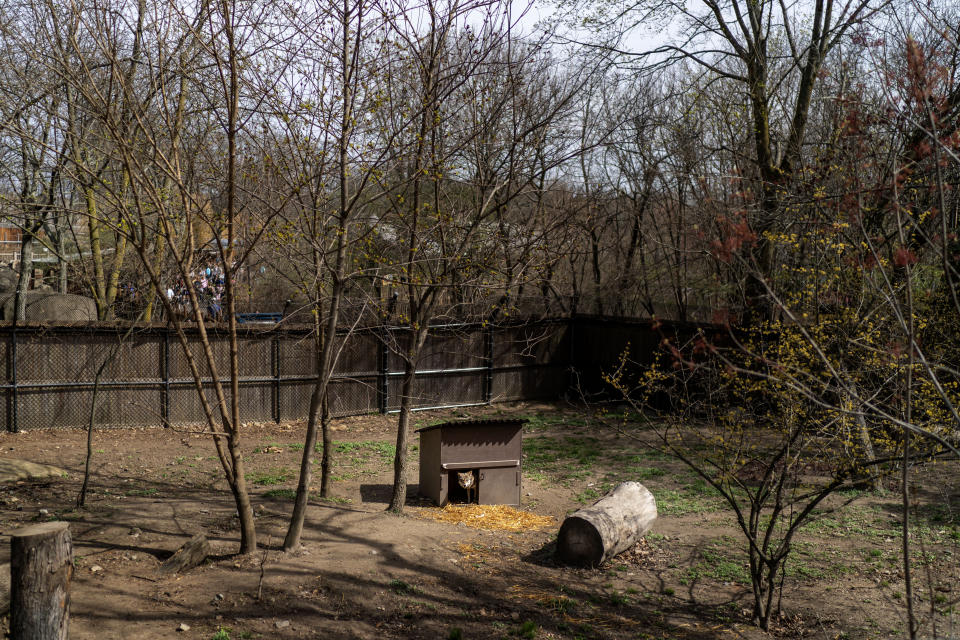 Brave, a 7-year-old mother red wolf, looks out from her enclosure at Roger Williams Park Zoo in Providence, R.I., Wednesday, April 12, 2023. From extinct in the wild to success story and back to the brink, "America's Wolf" is at a crossroads. (AP Photo/David Goldman)