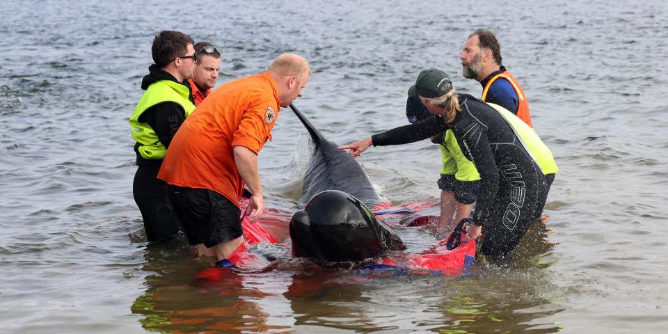 Rescuers release a stranded pilot whale back in the ocean at Macquarie Heads, on the west coast of Tasmania on September 22, 2022. - About 200 pilot whales have perished after stranding themselves on an exposed, surf-swept beach on the rugged west coast of Tasmania.