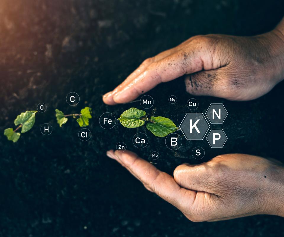 Plans in the soil with an overlay showing NPK nutrients
