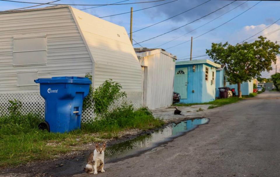 One of the trailer park cats looms near a puddle at the Miami Soar mobile home park.