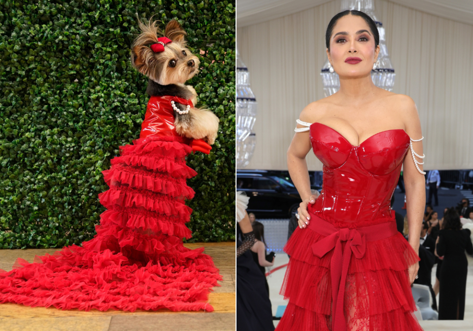 Perros rescatados posan con los diseños más chic de la gala del Met ¿quién luce mejor?