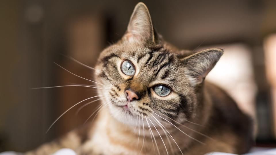 Cat whiskers work as a "radar"