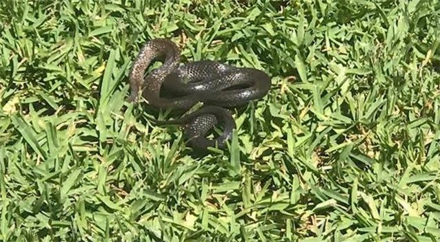 A snake spotted at the playground. Source: Supplied