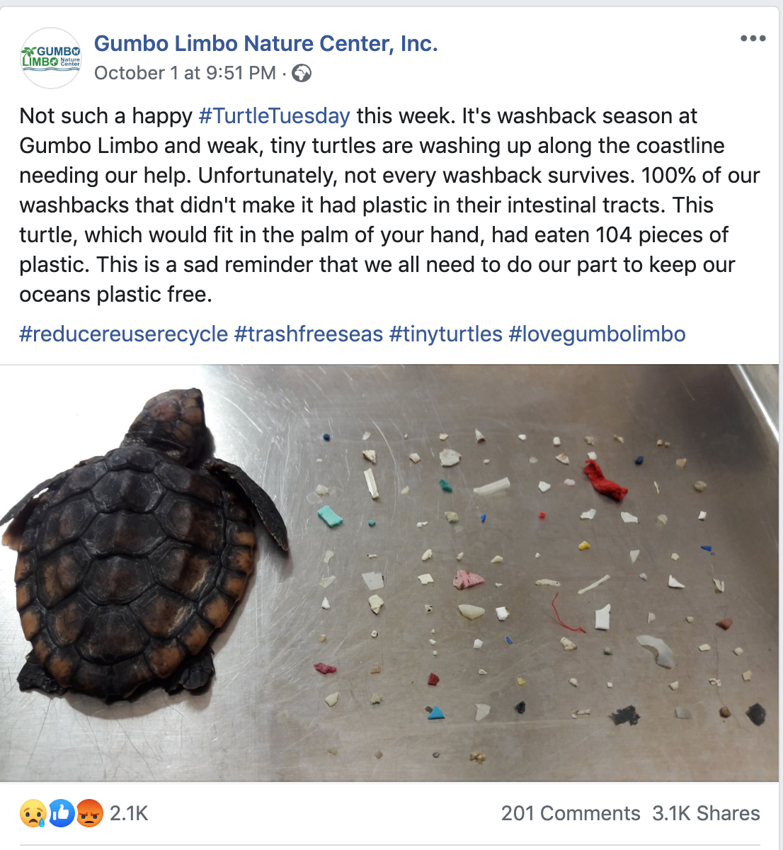 The Gumbo Limbo Nature Center shared the turtle's plight on its Facebook page (Picture: Facebook)