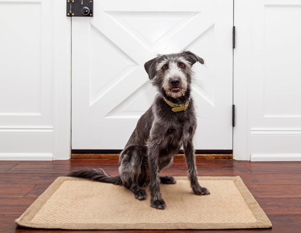 Black mixed-breed dog sitting on indoor door mat