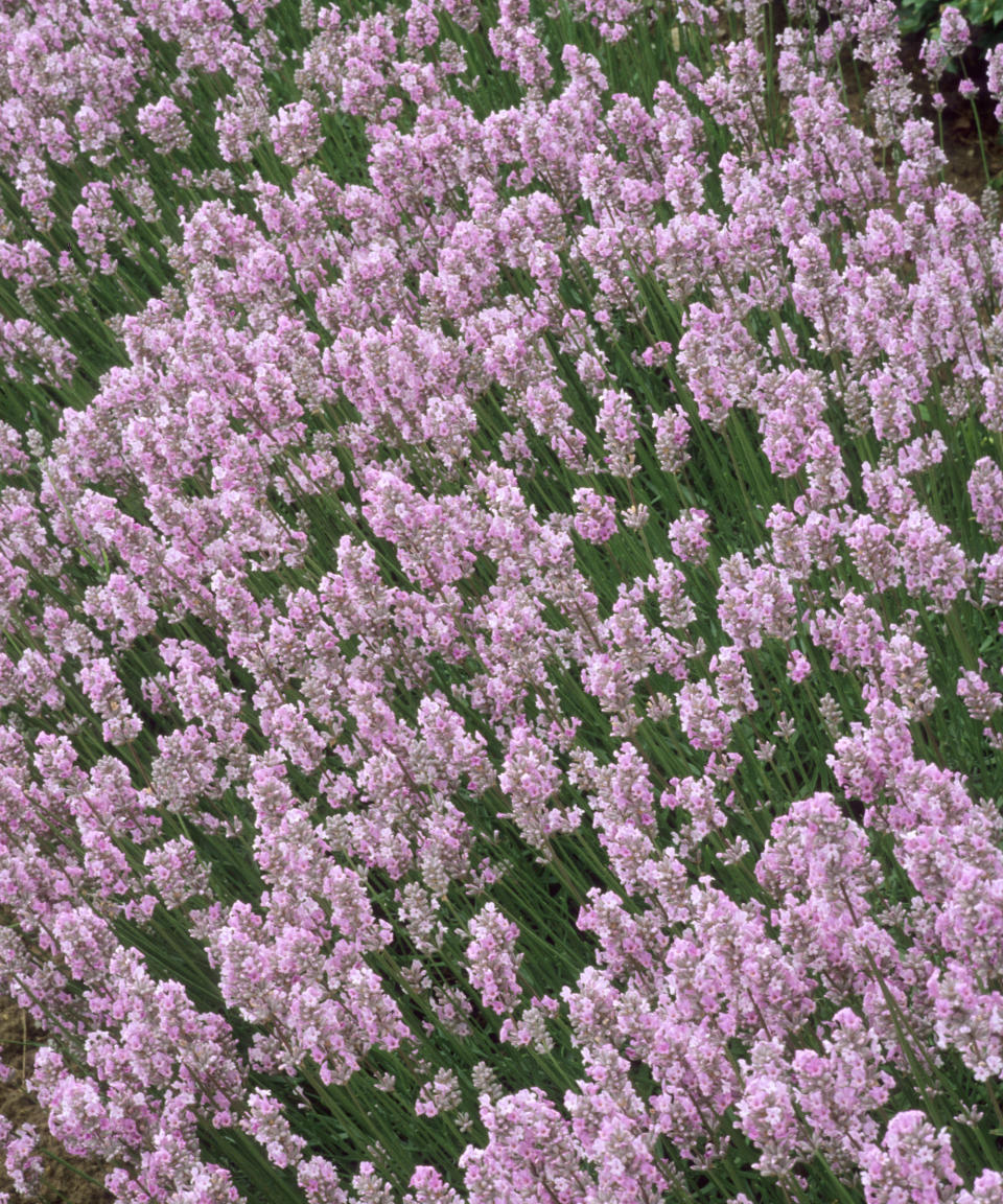 lavender Miss Katherine flowering in cottage garden display