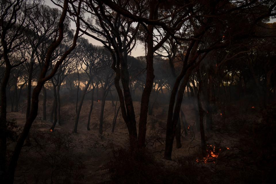 TOPSHOT - Picture shows a burnt forest after wildfire in Puerto Real, near Cadiz, on August 6, 2023. After announcing early today the stabilization of a fire that broke out yesterday in the province of Huelva, the regional service for forest fires Infoca warned about the start of a second major fire, further south on the Atlantic Coast, in Puerto Real in the province of Cadiz. (Photo by JORGE GUERRERO / AFP) (Photo by JORGE GUERRERO/AFP via Getty Images)