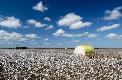 The cotton fields of the Mississippi delta - Credit: Getty