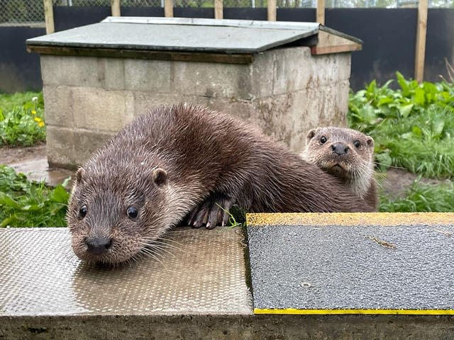 Otters new home