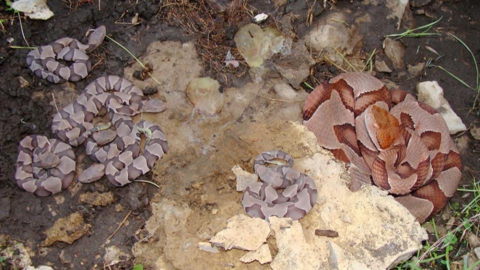 A picture from above of a female copperhead snake and her five babies after birth.