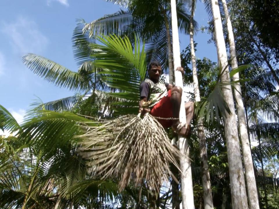 A farmer slides down a tree carrying a bunch of acai berries.
