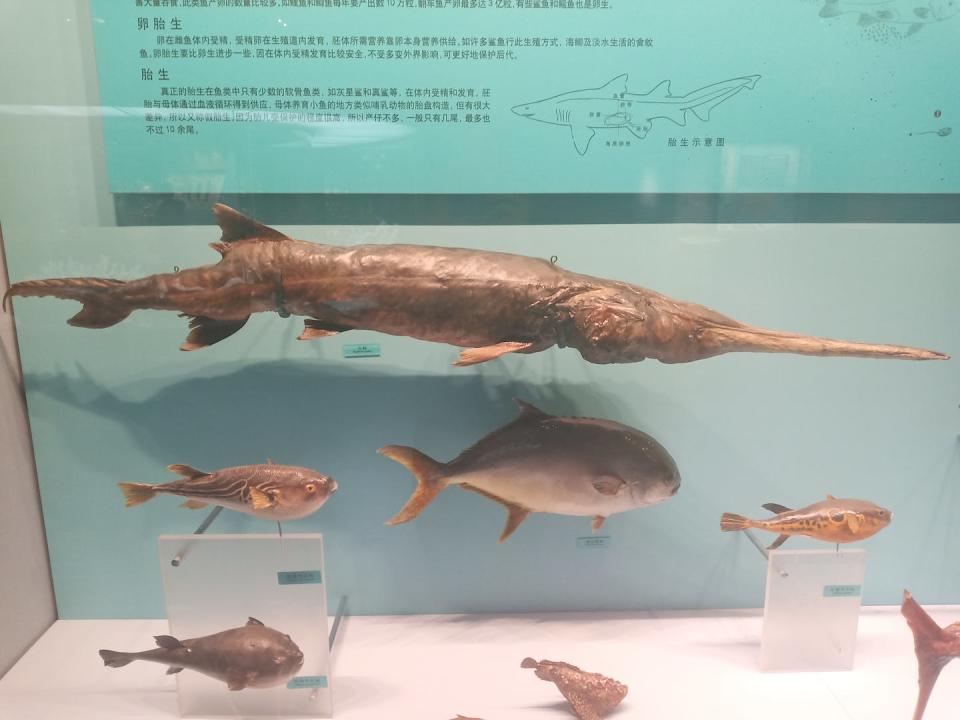 A specimen of Chinese paddlefish, <em>Psephurus gladius</em> (top), with other types of fish at the Tianjin Natural History Museum. <a href="https://commons.wikimedia.org/wiki/File:A_specimen_of_Psephurus_gladius_with_a_few_sort_of_fish,_Tianjin_Natural_History_Museum.jpg" rel="nofollow noopener" target="_blank" data-ylk="slk:Calliston3/Wikimedia Commons;elm:context_link;itc:0;sec:content-canvas" class="link ">Calliston3/Wikimedia Commons</a>, <a href="http://creativecommons.org/licenses/by-sa/4.0/" rel="nofollow noopener" target="_blank" data-ylk="slk:CC BY-SA;elm:context_link;itc:0;sec:content-canvas" class="link ">CC BY-SA</a>