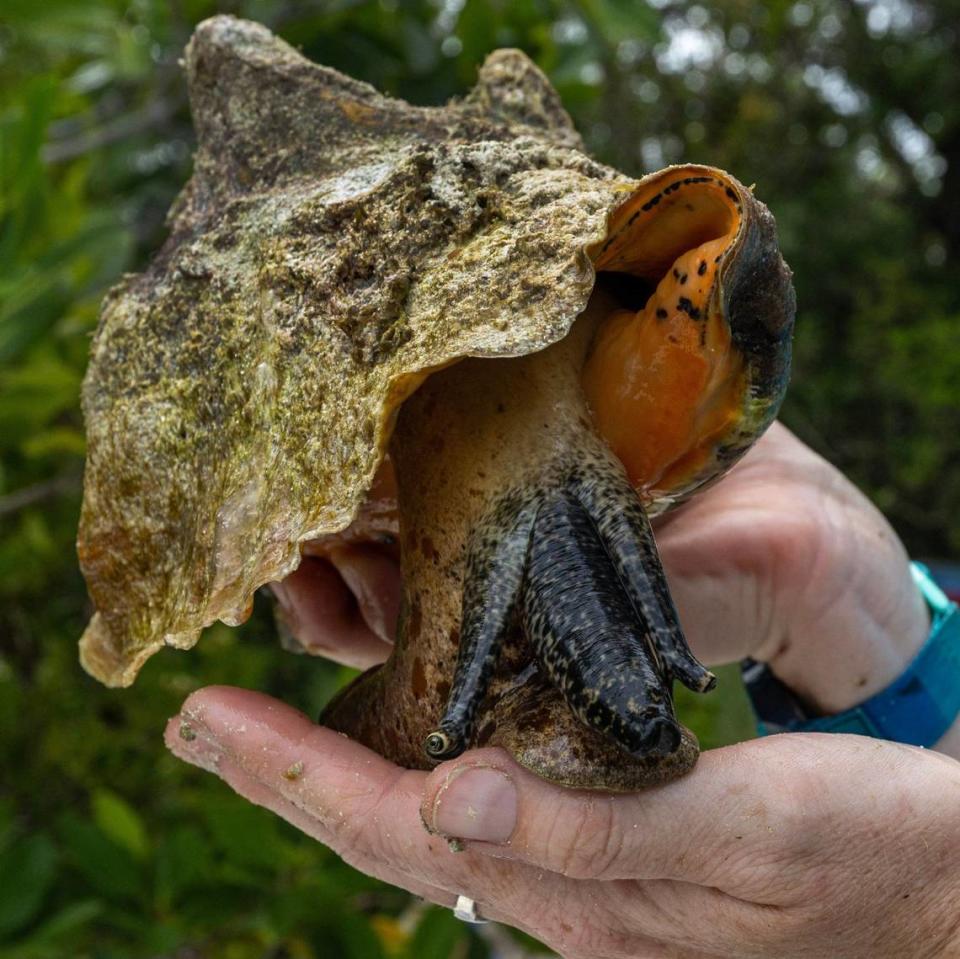 Florida Fish and Wildlife Conservation Commission research associate Dr. Ellery Lennon holds a Queen Conch after a dive with FWC on Monday, June 10, 2024, in Miami, Fla.