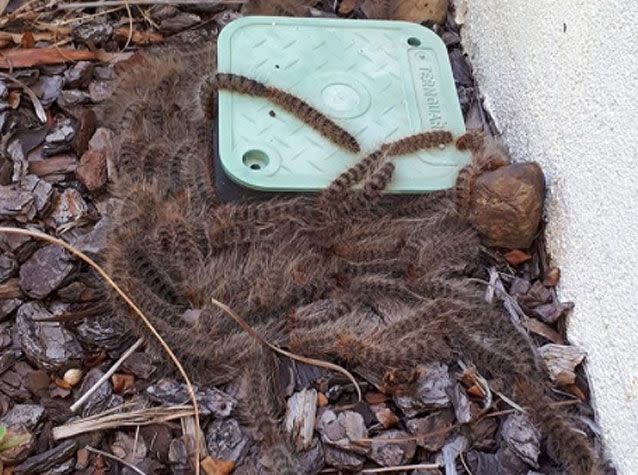 The caterpillars swarmed around her home. Source: Facebook/ Leah Anderson