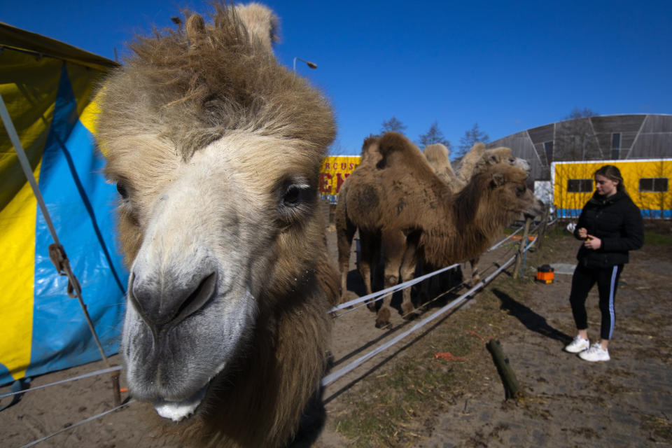 Madeleine Renz, an eighteen-year-old circus artist, feeds donated carrots to one of the eight Siberian Steppe camels, stranded in Drachten, northern Netherlands, Tuesday, March 31, 2020. The circus fleet of blue, red and yellow trucks have had a fresh lick of paint over the winter. But now, as coronavirus measures shut down the entertainment industry across Europe, they have no place to go. (AP Photo/Peter Dejong)