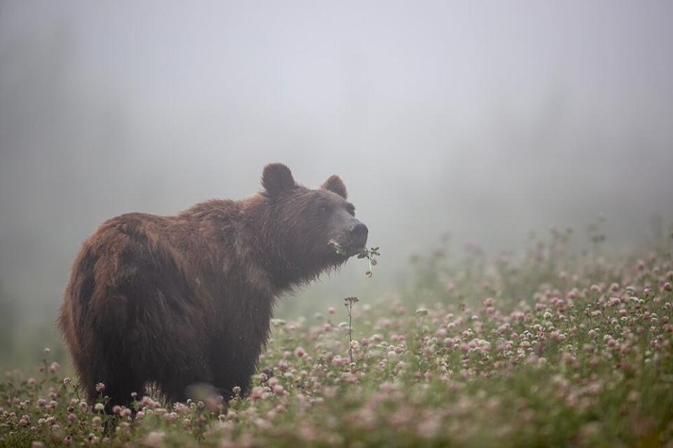 Brandon Broderick was named the Canadian Geographic Photographer of the Year. Broderick is from Windsor, Ont. but now works in Tumbler Ridge, B.C. 