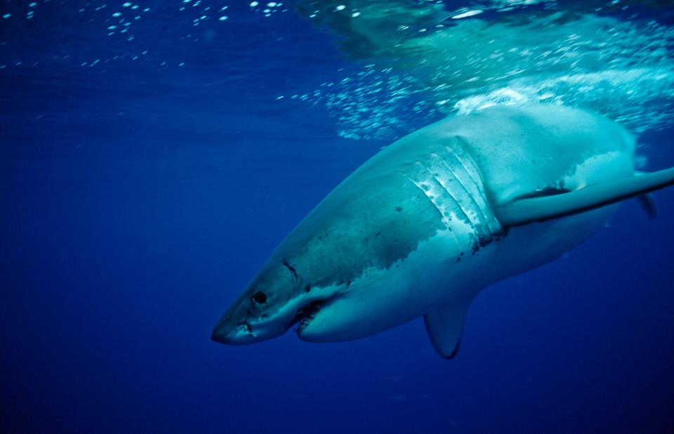 A great white shark in Mexico.