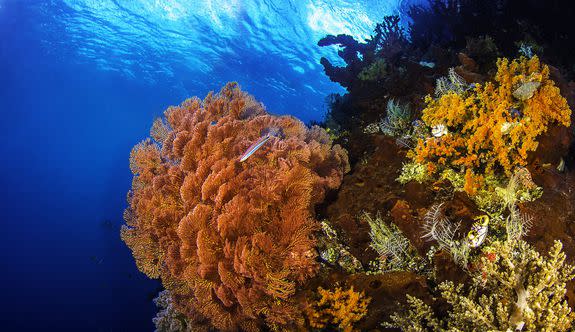 Raja Ampat is filled with colorful coral reefs like this.