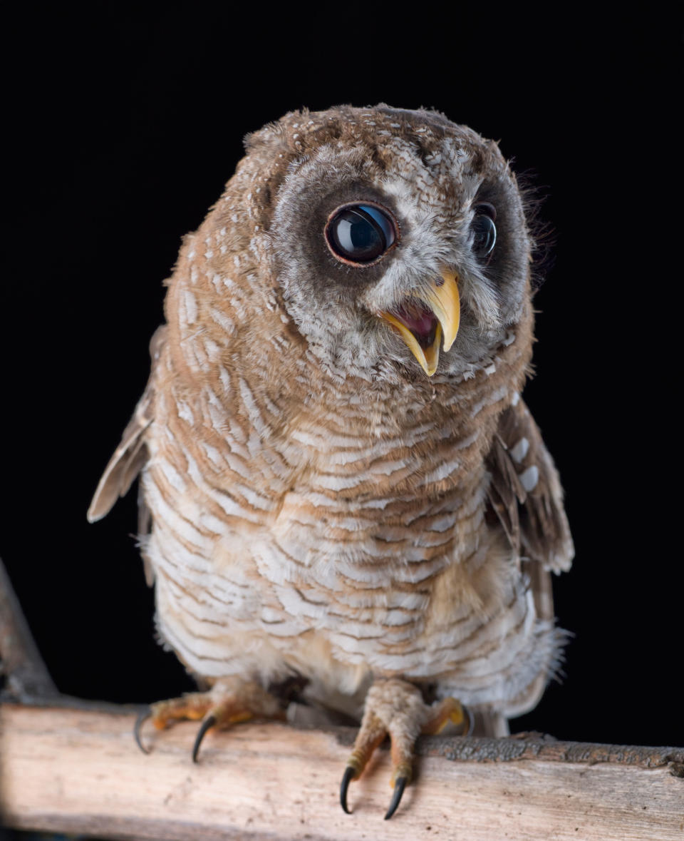 Tiny barn owl