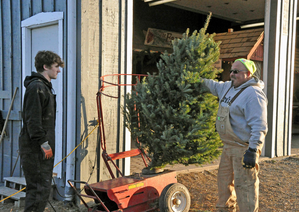 Alex Shearer and nursery manager Brad Moore put a freshly cut Christmas tree on the shaker to drop all loose needles before it is baled.