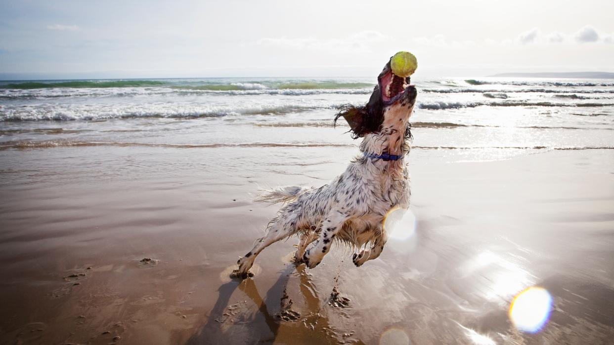  Dog with ball. 