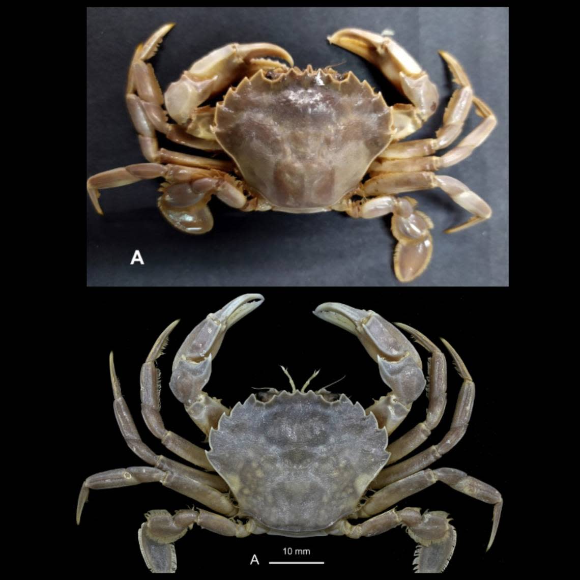 Other crabs of the new species found in Morocco and Belgium had the same body shape but were different colors, the researchers said.