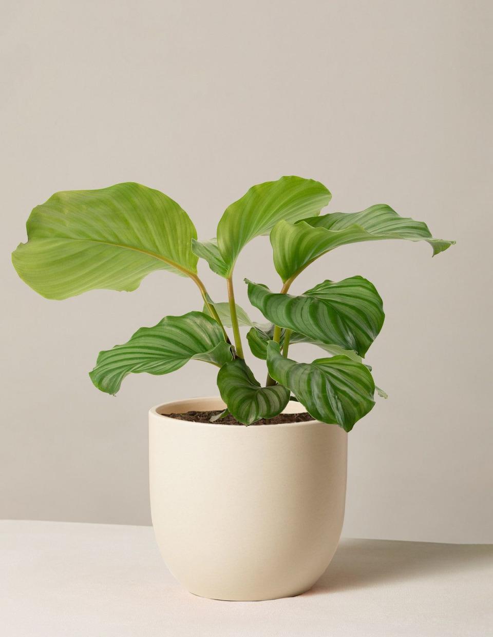 18) Calathea Orbifolia