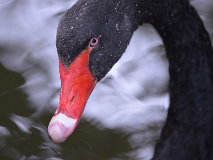 black swan