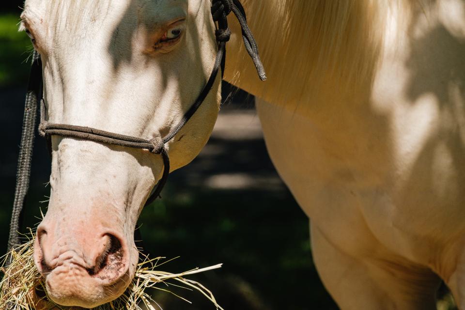 A cremello horse takes its lunch break during a Civil War School Days event for school-aged children in Zoar.