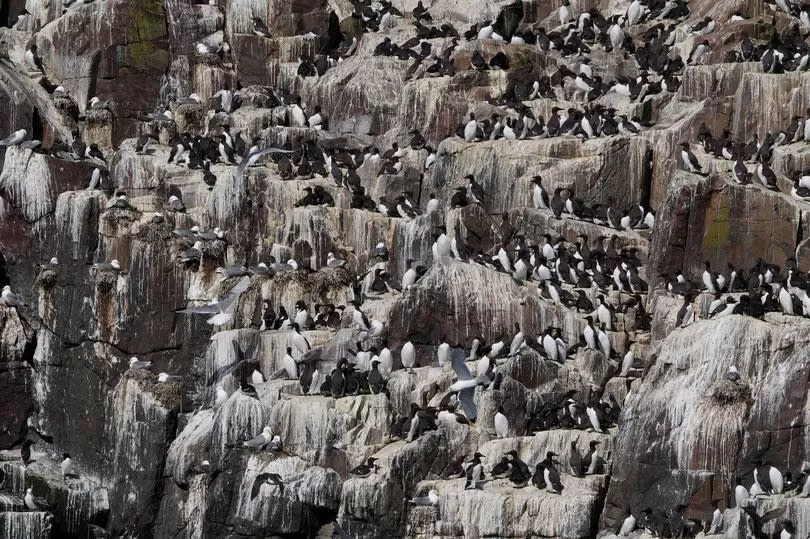 Razorbills, guillemots, kittiwakes, and shags are just some of the birds which nest on the cliffs on Inner Farne