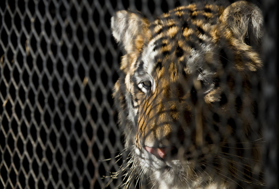 This tiger was found in a cage in an abandoned Houston home. Source: Associated Press