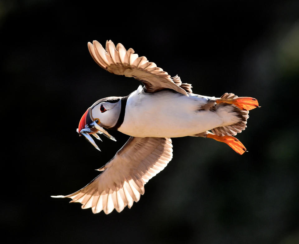 An Atlantic puffin flies with sand eels in its beak in the late evening light on the island of Skomer, Pembrokeshire, in Wales, Britain, on July 25, 2018. (Photo: Rebecca Naden/Reuters)